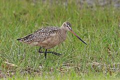 Marbled Godwit