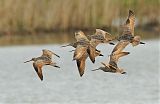 Marbled Godwit