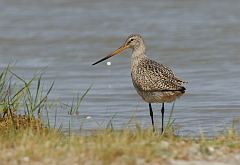 Marbled Godwit