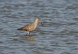 Marbled Godwit