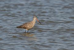 Marbled Godwit