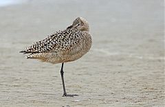 Marbled Godwit