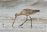 Marbled Godwit