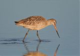 Marbled Godwit