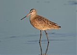 Marbled Godwit