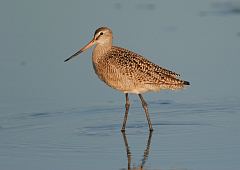 Marbled Godwit