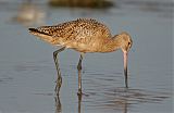 Marbled Godwit