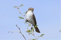 Marico Flycatcher