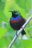 Marico Sunbirdborder=