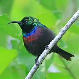 Marico Sunbirdborder=
