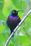 Mariqua Sunbird