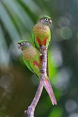 Maroon-bellied Parakeet