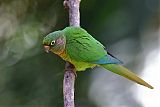 Maroon-bellied Parakeetborder=