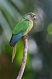 Maroon-bellied Parakeetborder=