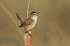 Marsh Wren