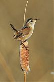 Marsh Wren