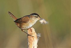 Marsh Wren