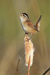 Marsh Wren