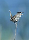 Marsh Wren