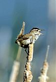 Marsh Wren