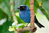 Masked Flowerpiercerborder=