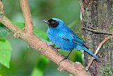 Masked Flowerpiercerborder=