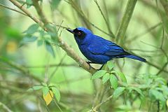 Masked Flowerpiercer