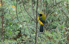 Masked Mountain Tanager