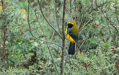 Masked Mountain-Tanager