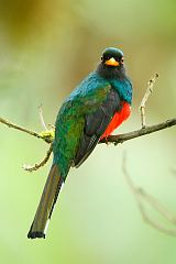 Masked Trogon