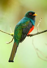 Masked Trogon