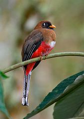 Masked Trogon