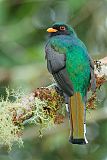 Masked Trogon