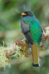 Masked Trogon