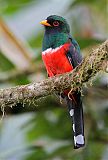 Masked Trogon