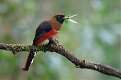 Masked Trogon