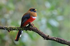 Masked Trogon