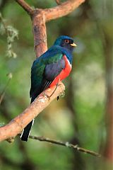 Masked Trogon