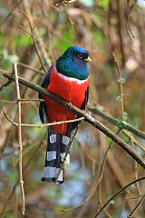 Masked Trogon