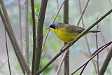 Masked Yellowthroatborder=