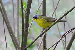 Masked Yellowthroat