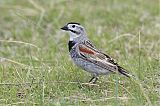 McCown's Longspur