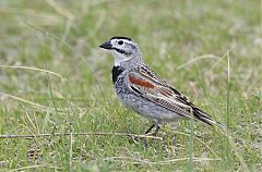 McCown's Longspur