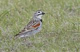 Thick-billed Longspurborder=
