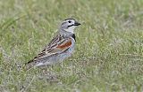 McCown's Longspur