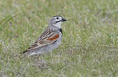 Thick-billed Longspur