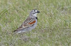 McCown's Longspur