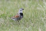 Thick-billed Longspurborder=