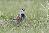 McCown's Longspur