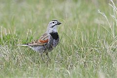 McCown's Longspur